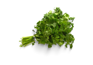 Cilantro