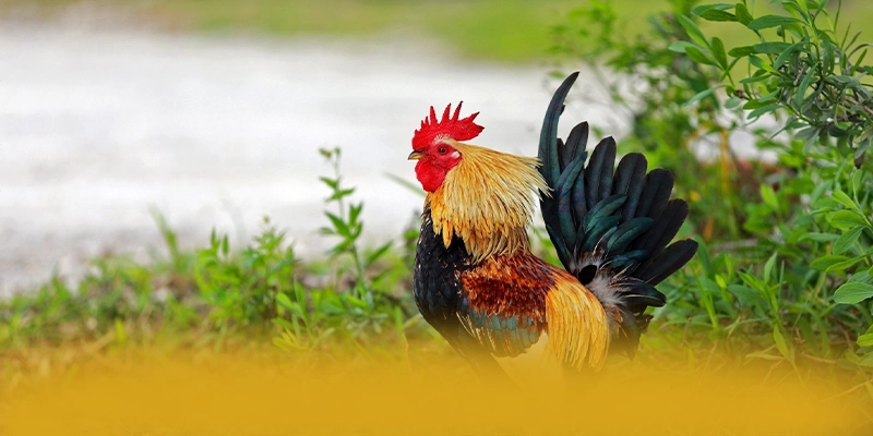 W88 - Trang game với chính sách bảo mật hàng đầu trên thị trường – Đánh giá chi tiết về W88 W88 - Trang game với chính sách bảo mật hàng đầu trên thị trường – Đánh giá chi tiết về W88